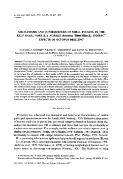 as a PDF