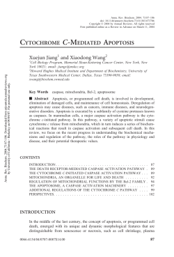 cytochrome c-mediated apoptosis - Berkeley MCB