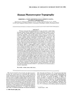 Human Photoreceptor Topography
