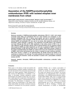 Association of the NADPH: protochlorophyllide oxidoreductase