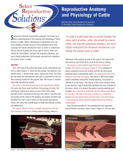 Reproductive Anatomy and Physiology of Cattle