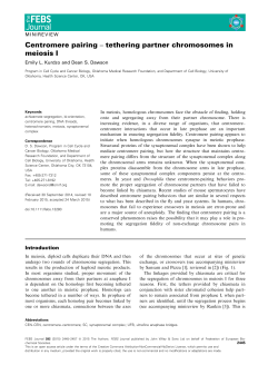 Centromere pairing &acirc;&bull;ﬁ tethering partner chromosomes in meiosis I