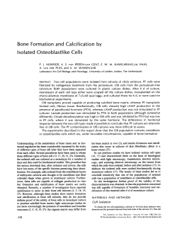 Bone Formation and Calcification by Isolated Osteoblastlike Cells