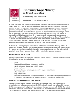 Determining Grape Maturity and Fruit Sampling