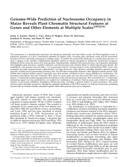Genome-Wide Prediction of Nucleosome Occupancy in Maize