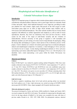Morphological and Molecular Identification of Colonial Volvocalean