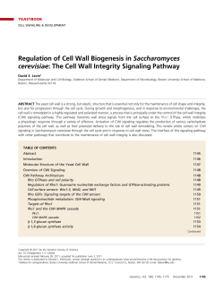 The Cell Wall Integrity Signaling Pathway