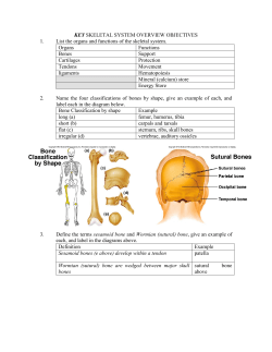 SKELETAL SYSTEM OVERVIEW OBJECTIVES
