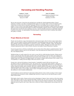 Harvesting and Handling Peaches