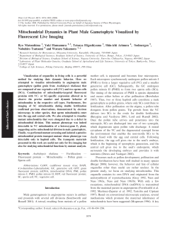 Mitochondrial Dynamics in Plant Male