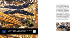 protection of the great crested newt in the eastern