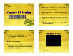 Chapter 15 - Protists