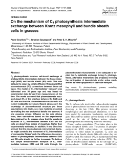On the mechanism of C4 photosynthesis intermediate exchange