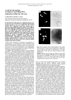 A role for the nuclear envelope in controlling DNA replication within