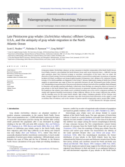 Late Pleistocene gray whales (Eschrichtius