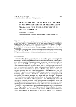 functional states of rna polymerase in the macronucleus of