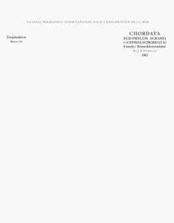 chordata