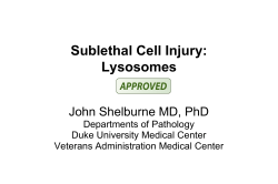 Sublethal Cell Injury: Lysosomes