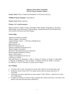 Effect of Industrial Disturbance on Wolverine a