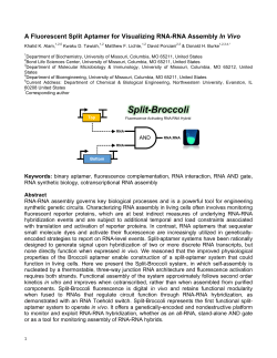 A Fluorescent Split Aptamer for Visualizing RNA-RNA