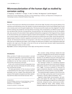 Microvascularization of the human digit as studied by corrosion casting