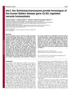btn1, the Schizosaccharomyces pombe homologue of the human