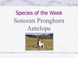 Species of the Week