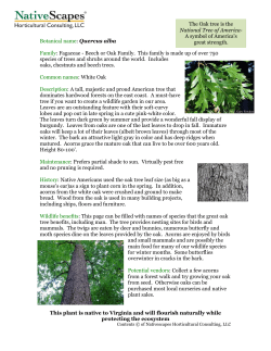 to fact sheet about the majestic white oak