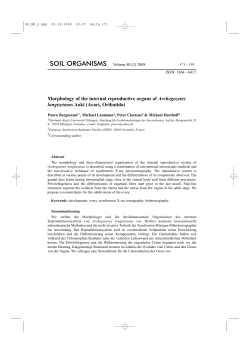 Morphology of the internal reproductive organs of Archegozetes