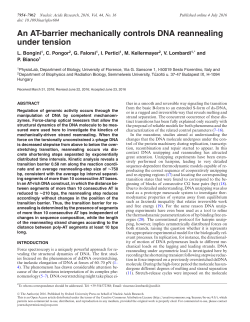 An AT-barrier mechanically controls DNA reannealing under tension