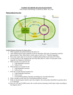 Photosynthesis Overview