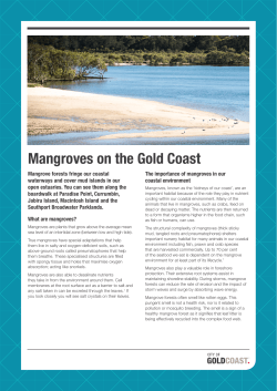Mangroves on the Gold Coast