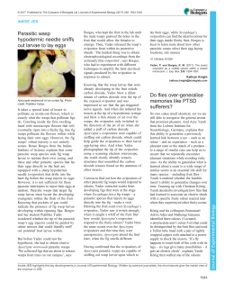 Parasitic wasp hypodermic needle sniffs out larvae to lay eggs