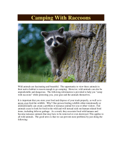 Camping With Raccoons - South Carolina Parks