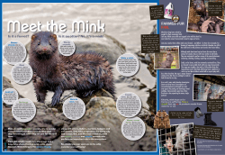 Meet the Mink