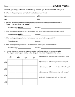 Dihybrid practice worksheet