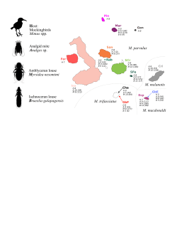 Host: Mockingbirds Mimus spp. Analgid mite Analges sp