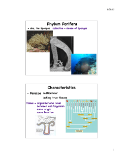 Phylum Porifera