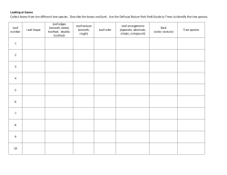 Looking at leaves Collect leaves from ten different tree species