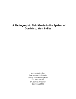 A Photographic Field Guide to the Spiders of Dominica, West Indies