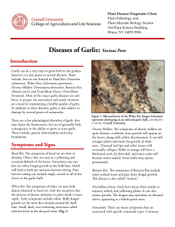 Diseases of Garlic: Various Pests