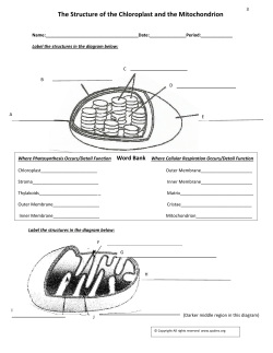 Page 3 Chloroplast Structure and Function