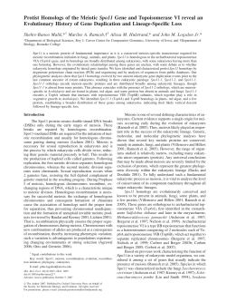 Protist Homologs of the Meiotic Spo11 Gene and