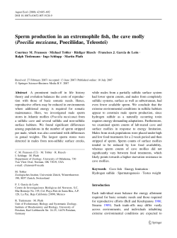 Sperm production in an extremophile fish, the cave molly (Poecilia