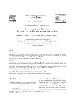 Modeling operon dynamics: the tryptophan and
