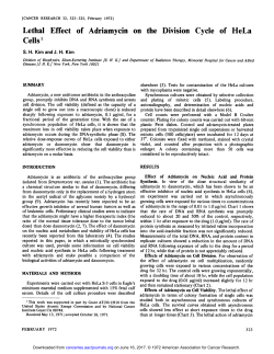 Lethal Effect of Adriamycin on the Division Cycle
