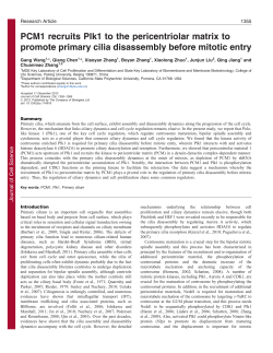 PCM1 recruits Plk1 to the pericentriolar matrix to promote primary