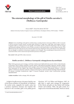 The external morphology of the gill of Patella caerulea L. (Mollusca