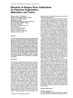 Structure of Dengue Virus: Implications for Flavivirus Organization