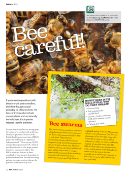 Bee information